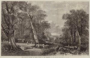 The Woods in Autumn